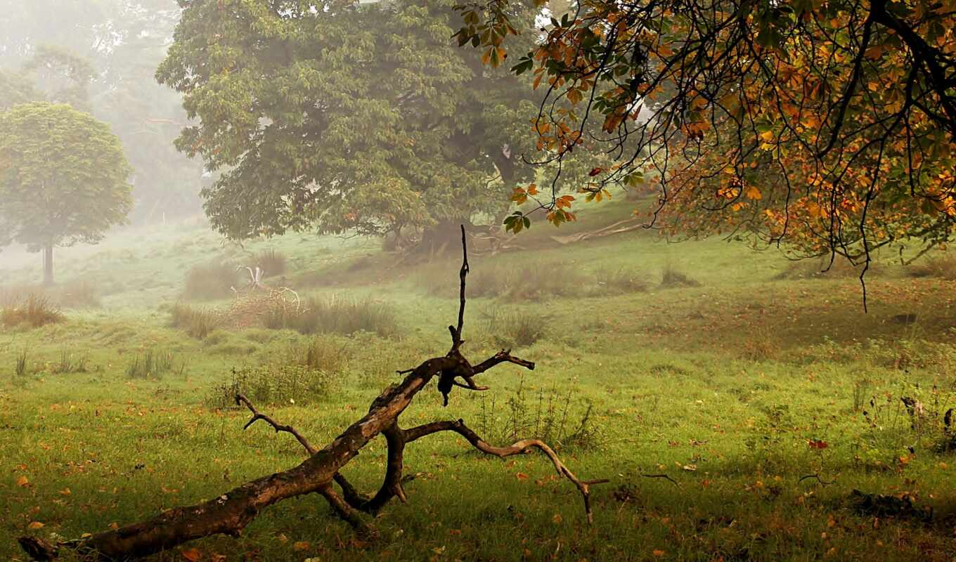 tree, landscape, park, fog
