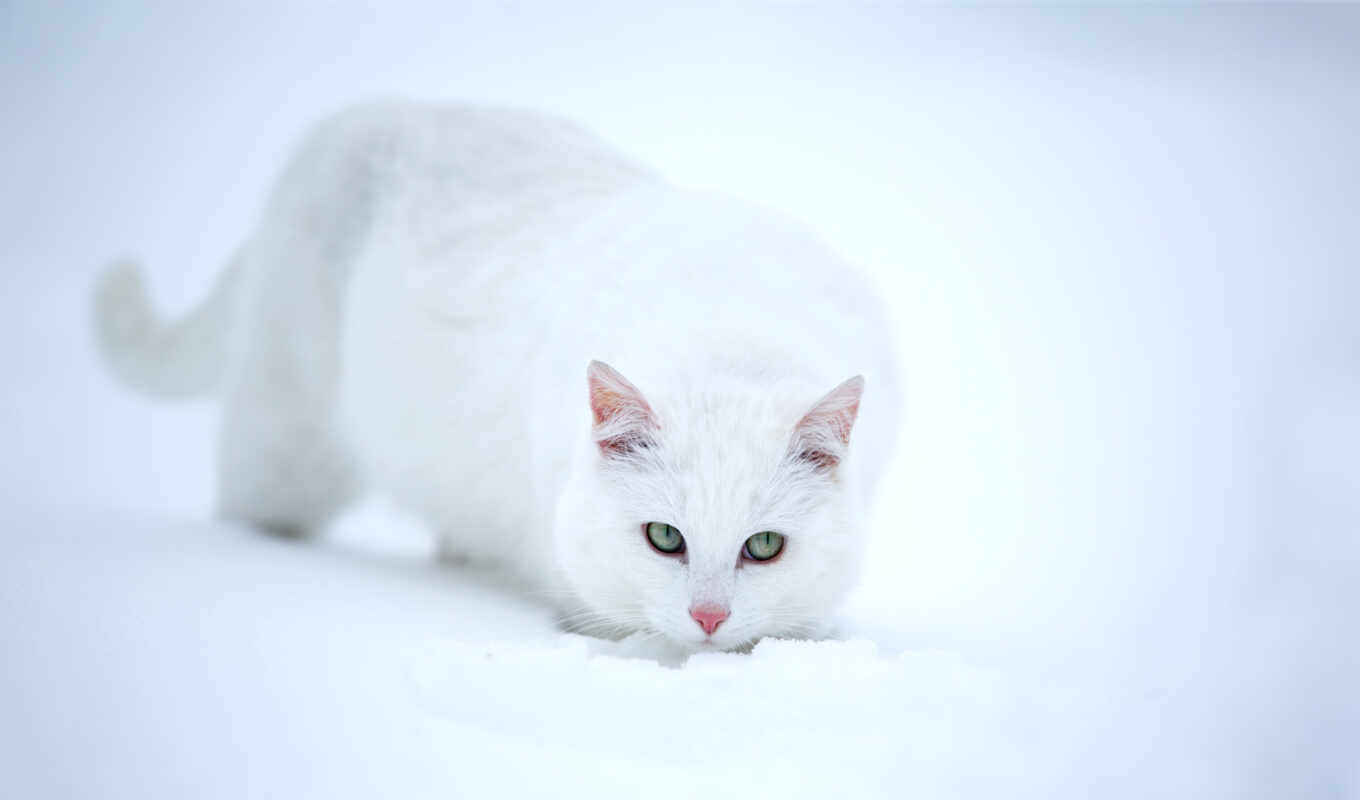 white, снег, кот