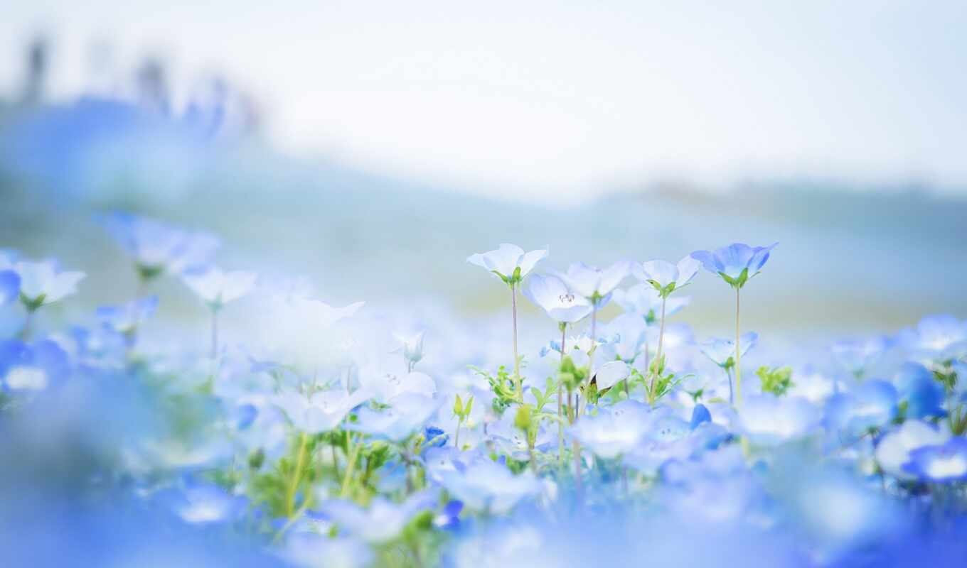 nature, flowers, blue, color
