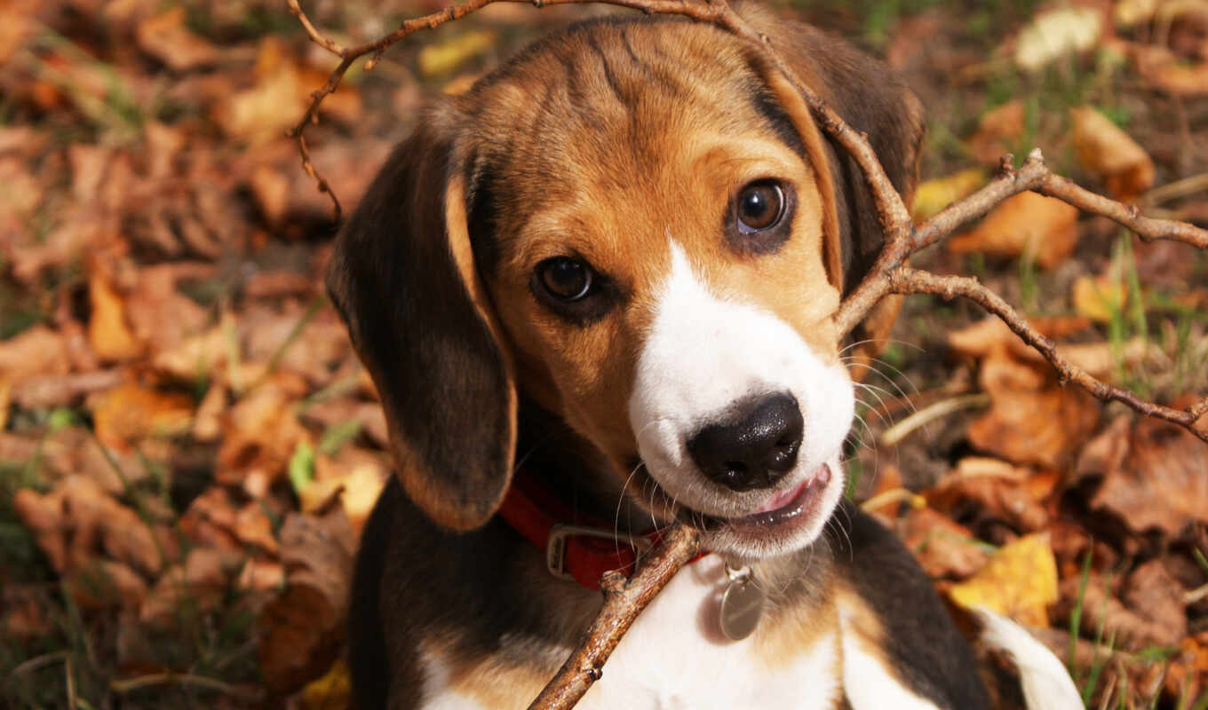 mobile, cute, dog, tablet, puppy, animal, beagle, mouth, explore, pxfuelpage