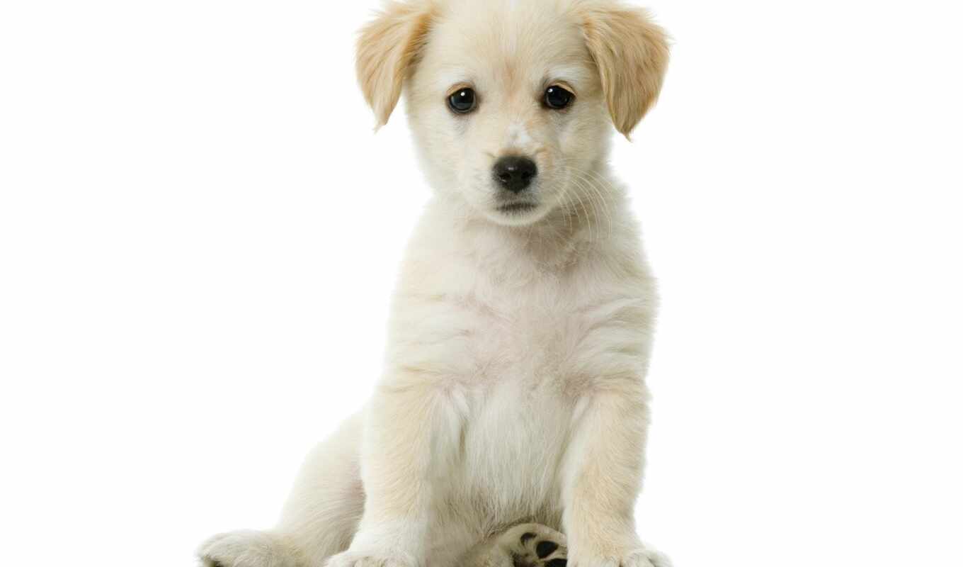 white, dog, puppy, animal