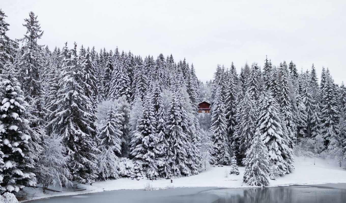 nature, photo, tree, snow, winter, mountain, landscape, cover, ski, cabin, fore