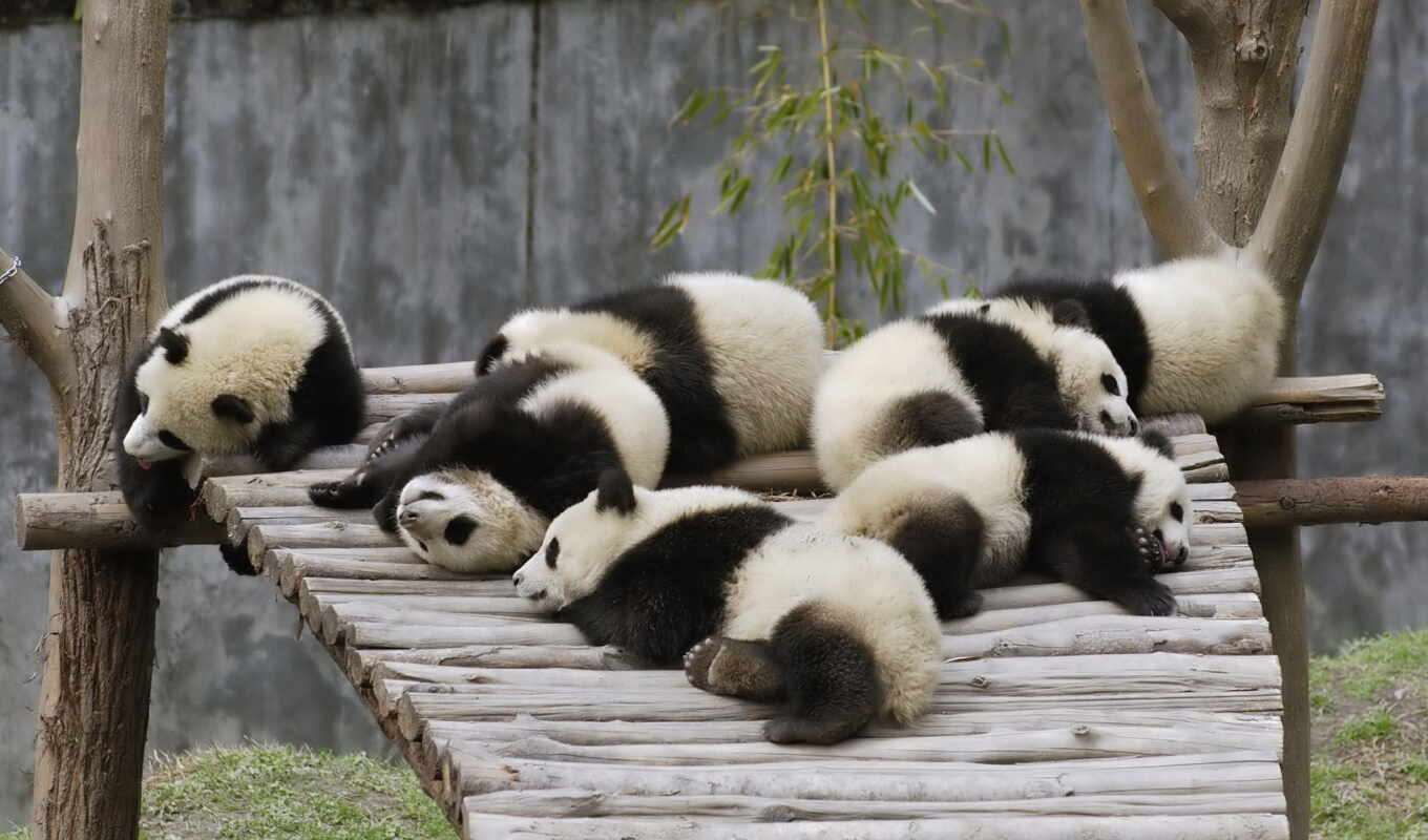 широкоформатные, панда, панды, кунг, zhivotnye, boo