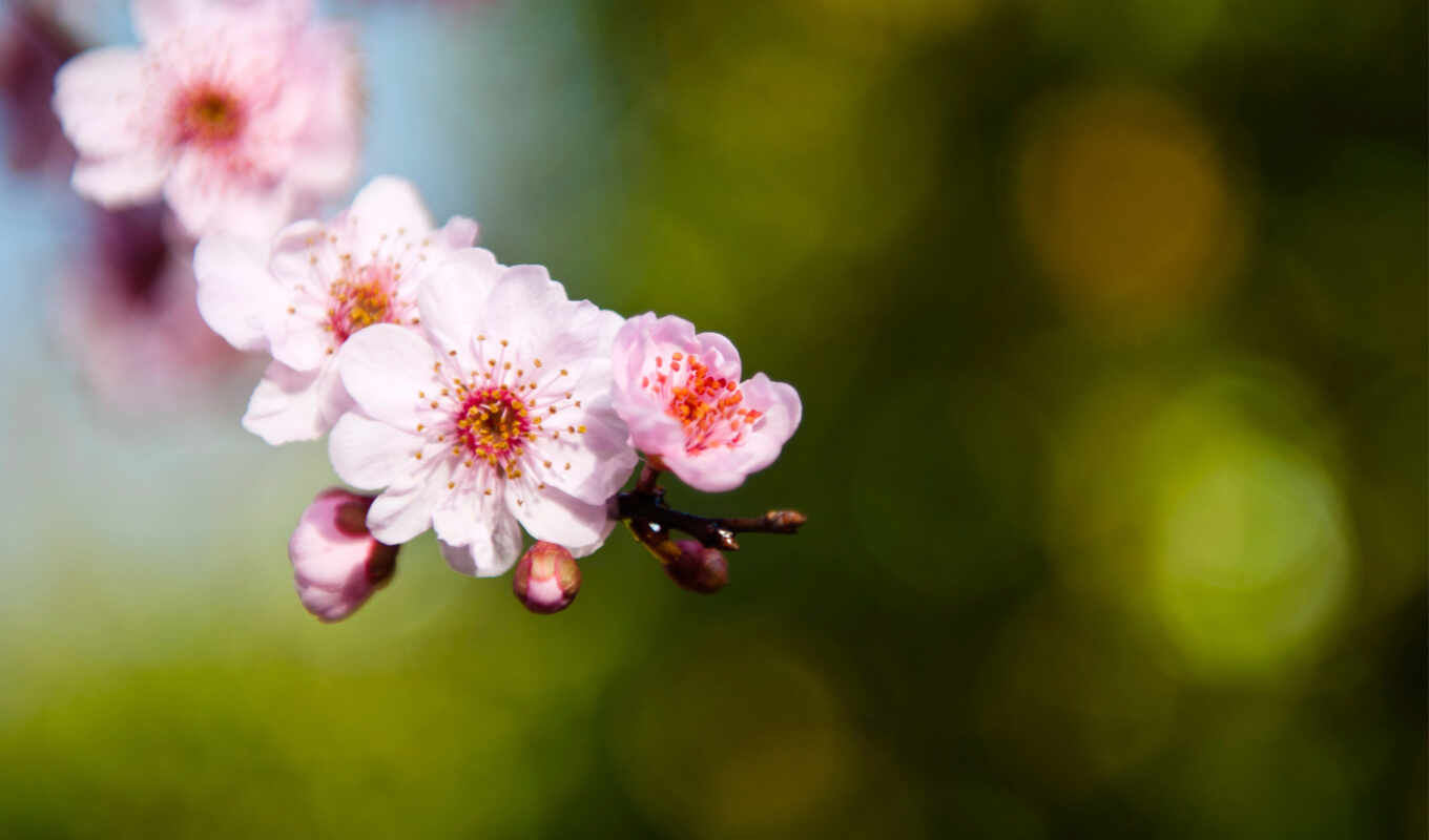 macro, Sakura, pink, branch, cvety, twig, petals