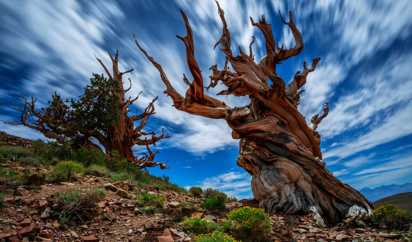 tree, planet, which, land, pine, old, organism, miro, fore, bristlecone