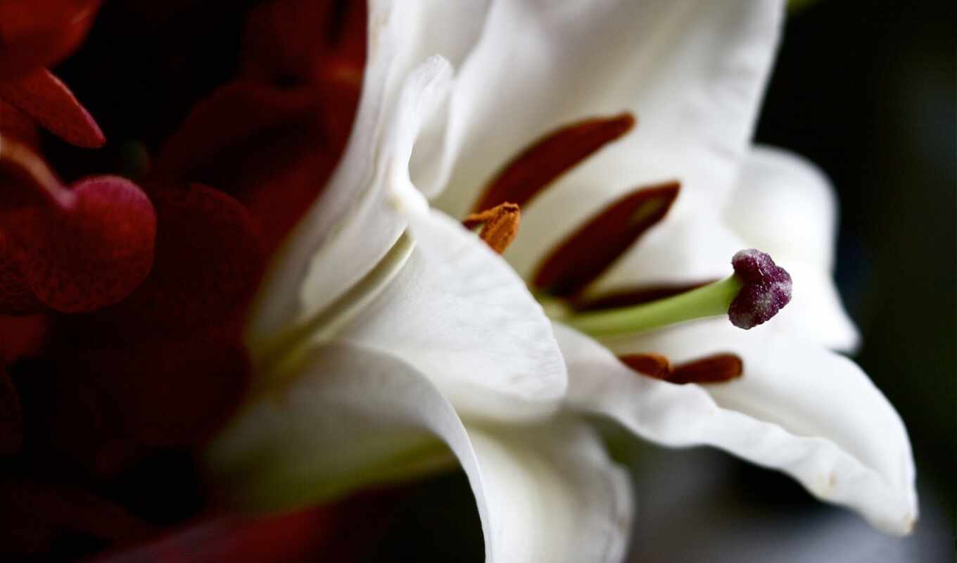 цветы, white, тычинка, lily, пестик