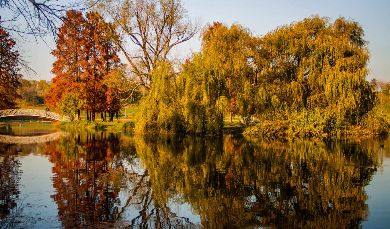 autumn, pond, park, tree