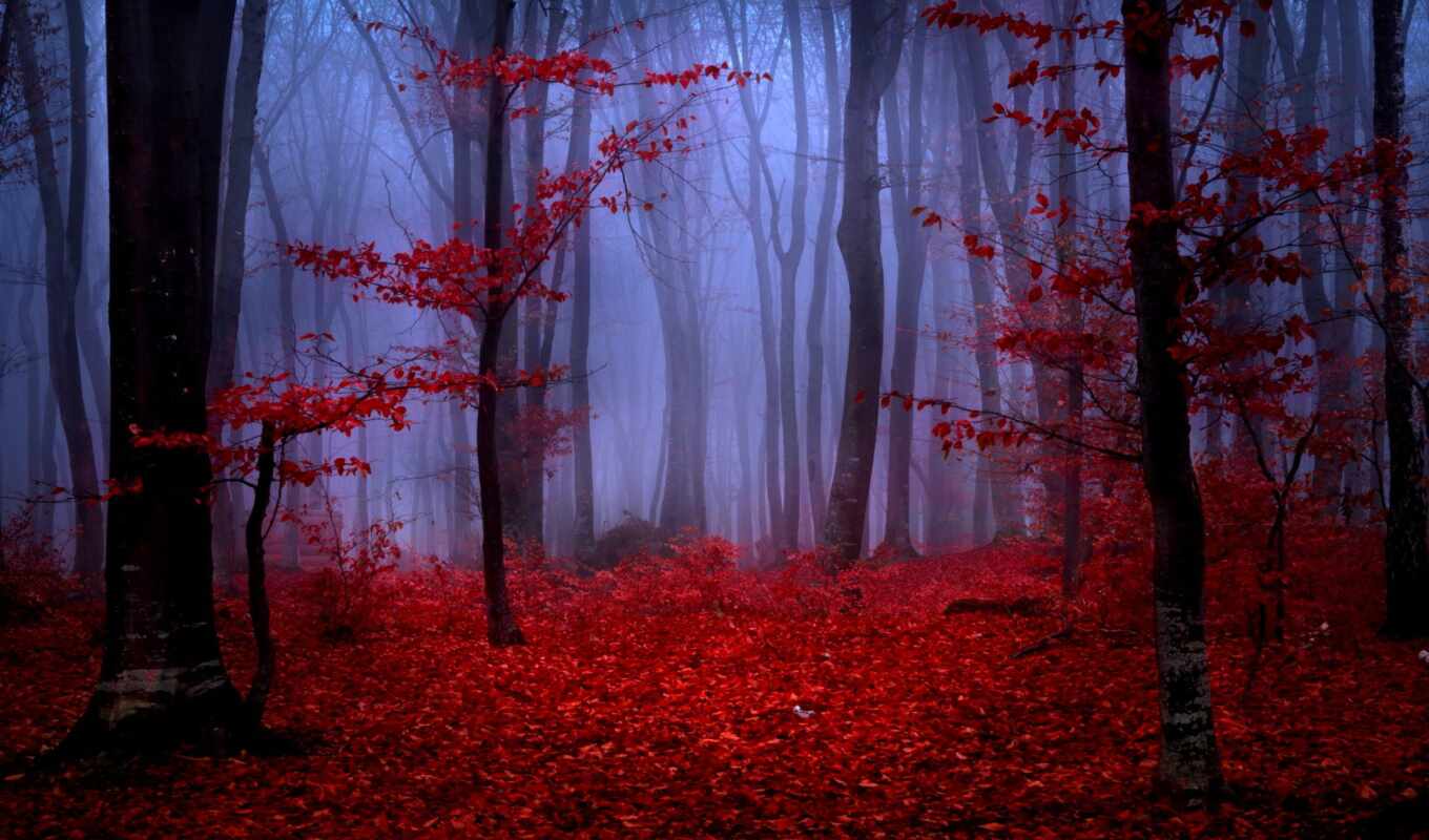природа, red, лес, осень, листва, foggy
