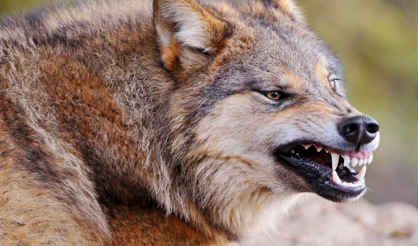 predator, muzzle, wolf, wolf, shank, aggression