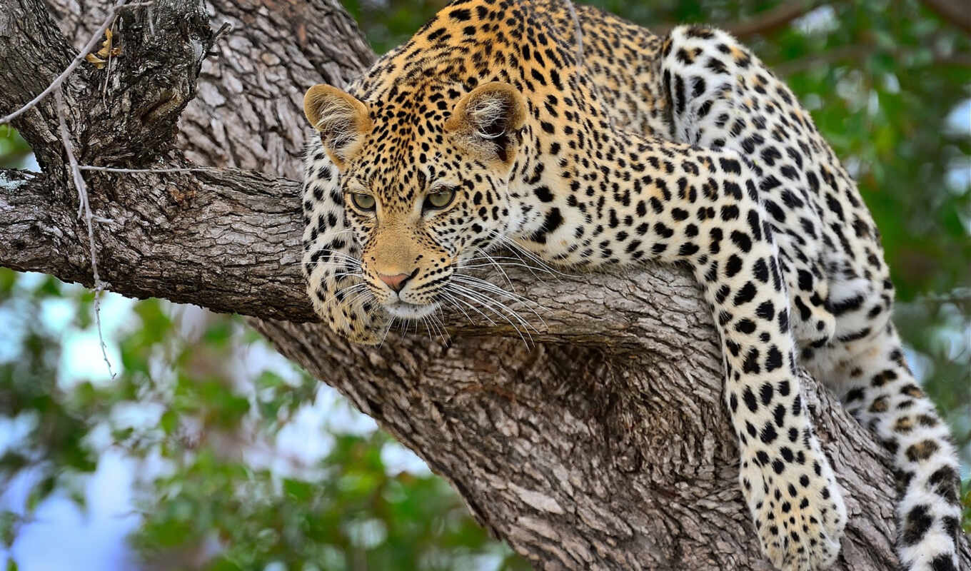 out, tree, grass, forest, leopard, predator, the trunk, jaguar, tree, rocks