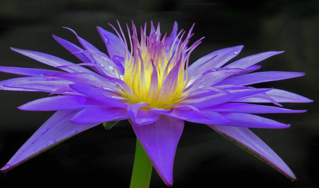 high, free, full, resolution, best, water, lily, id