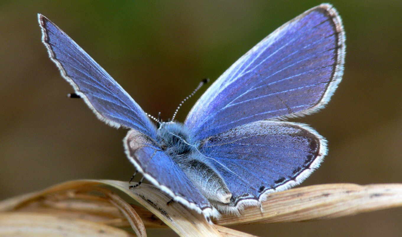 good, blue, butterfly, quality, nasekomyi