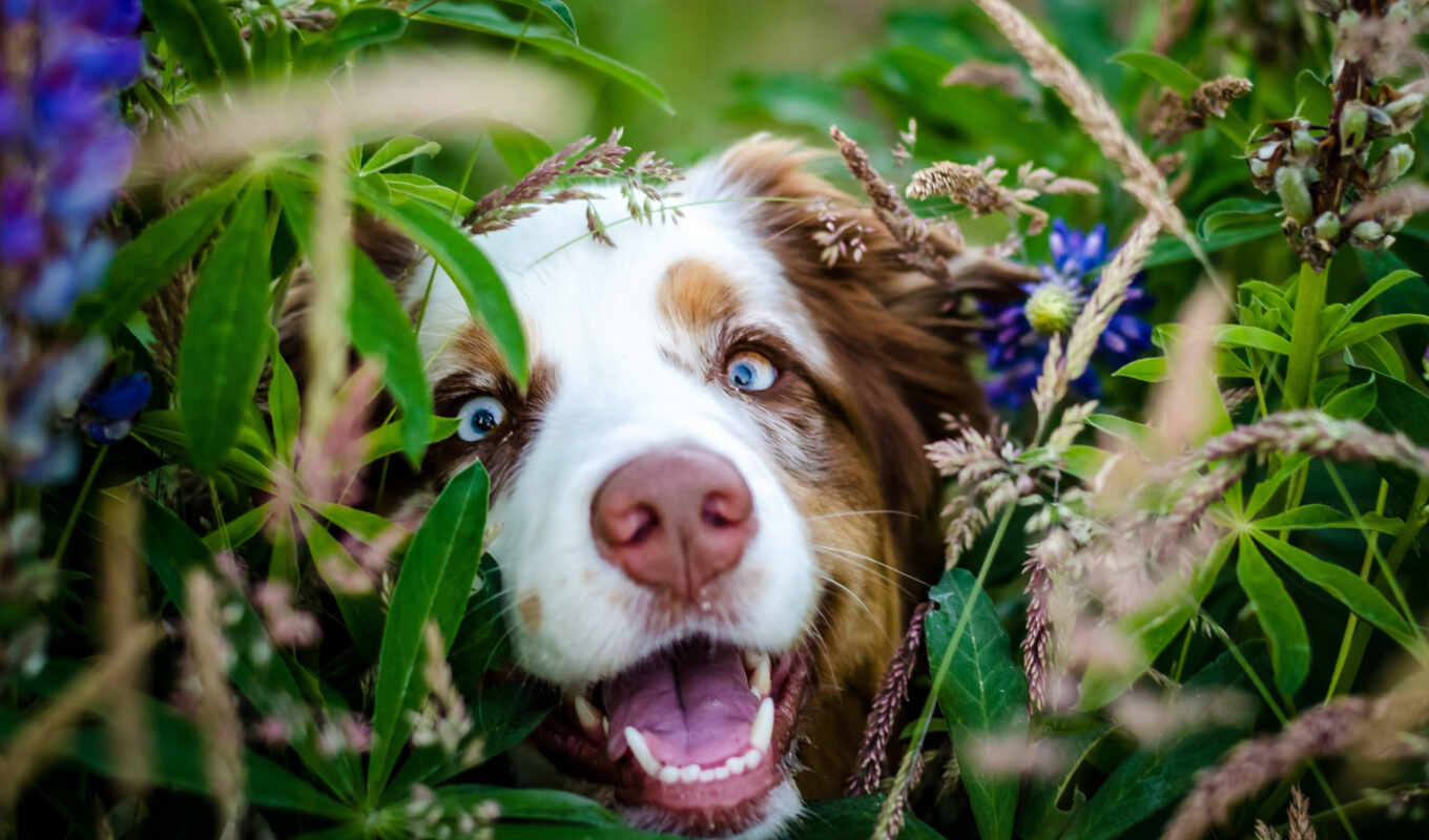 flowers, dog, muzzle, day, tapety, holiday, pes, background, image, kvety