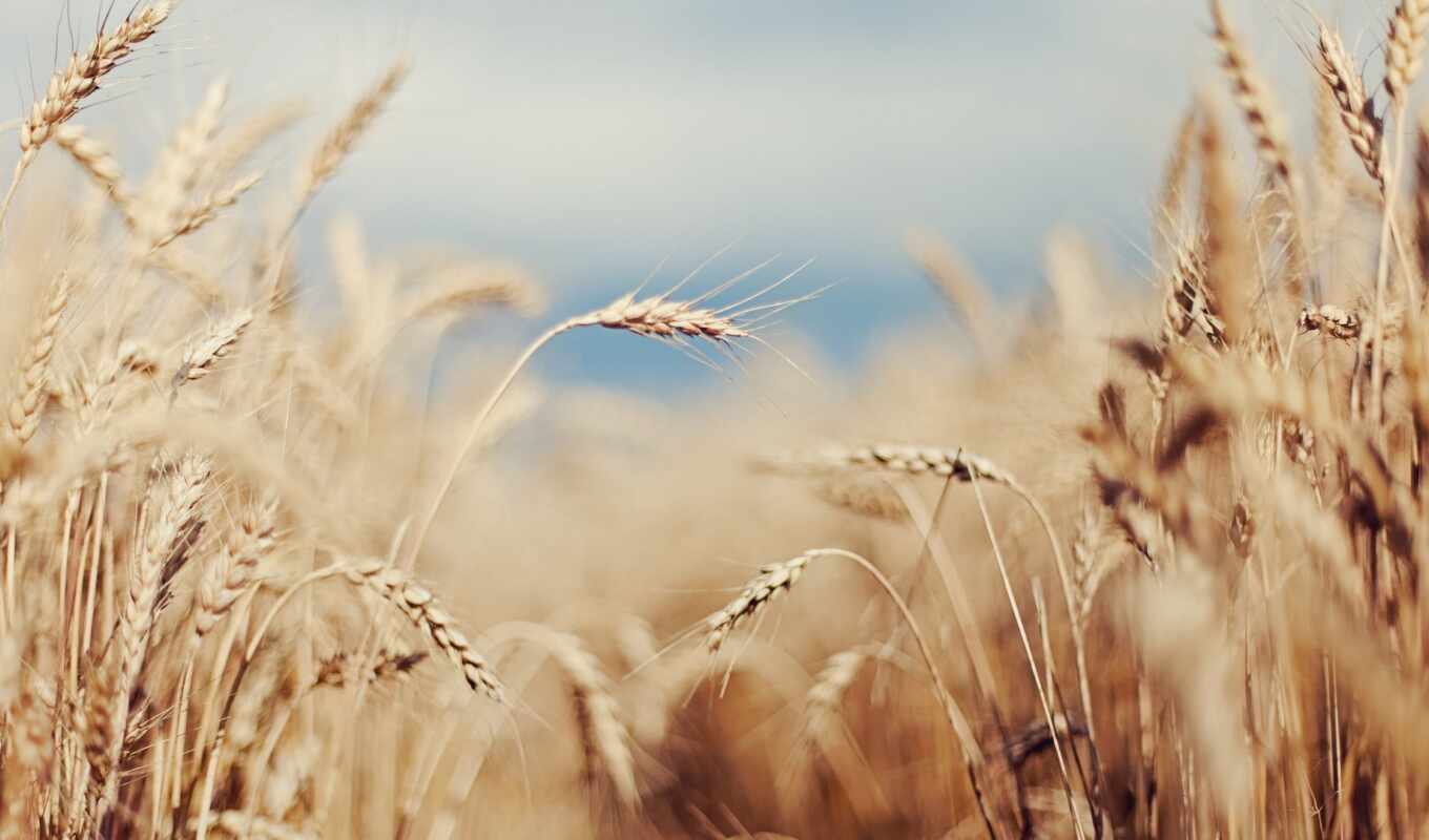 поле, серьги, пшеница, oir