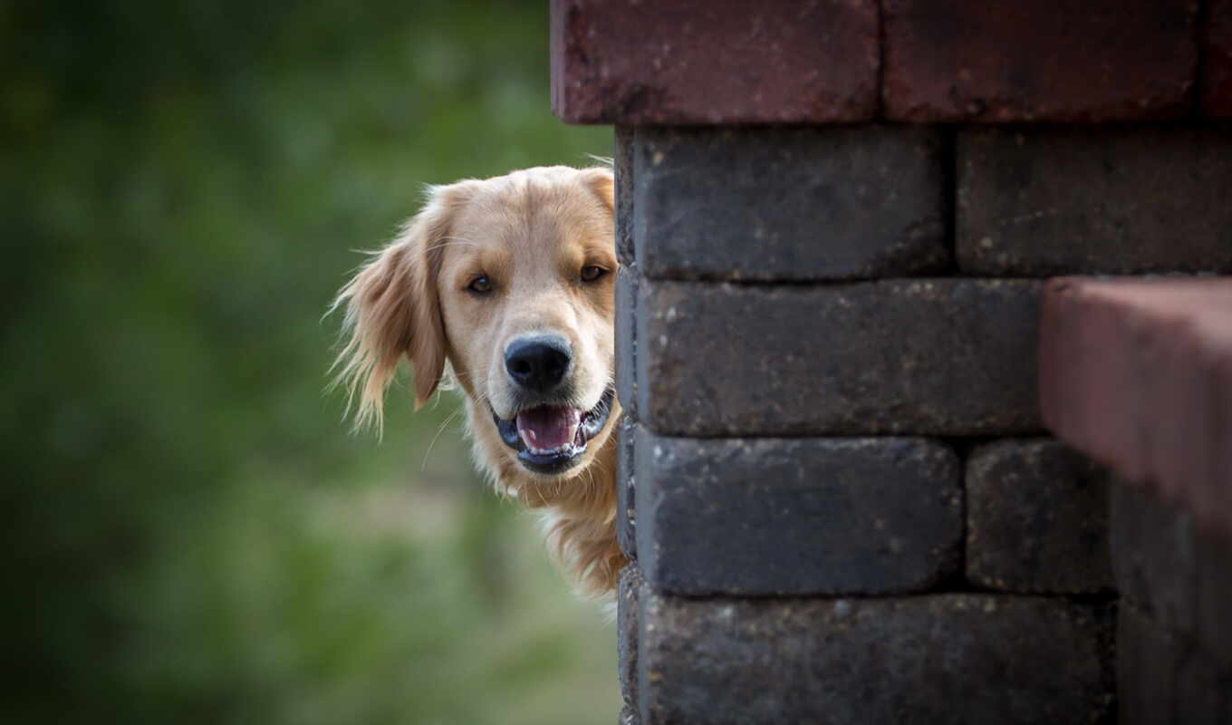 golden, retriever