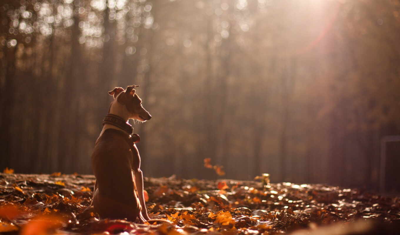 природа, собака, осень