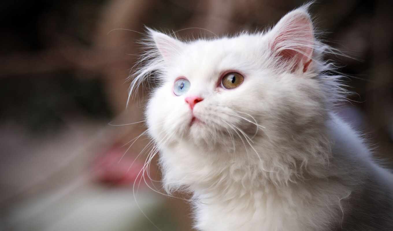 white, свет, кот, глазами, кошки, разными
