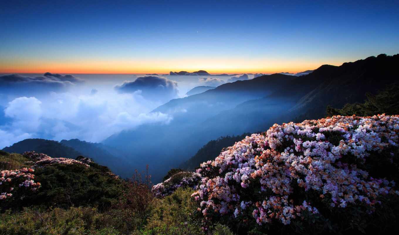 sky, flowers, sunset, night, forest, morning, fog, mountains, cloud, mountains