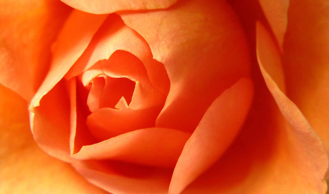 desktop, цветы, роза, images, оранжевый, roses