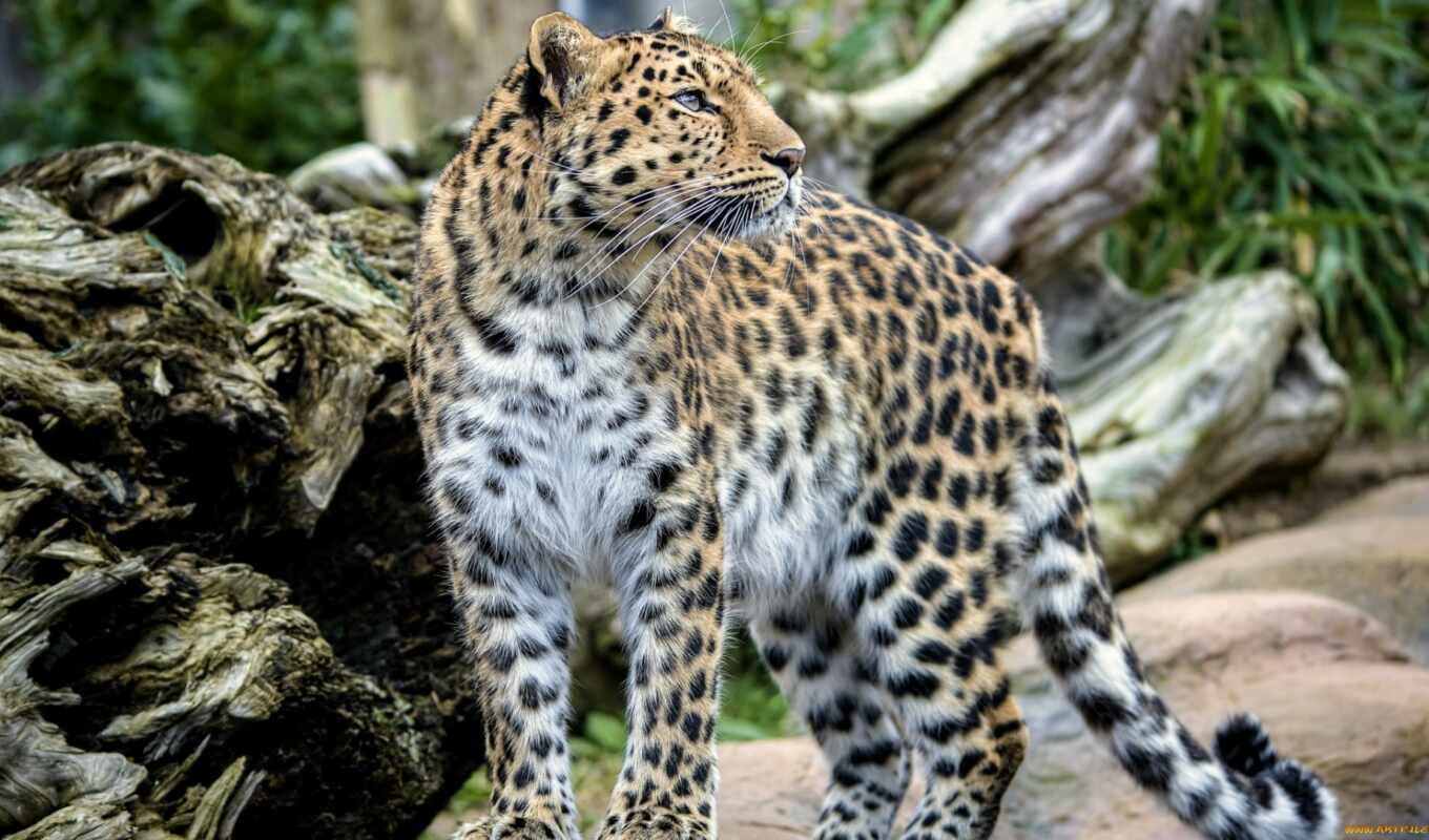 they, leopard, Africa, african