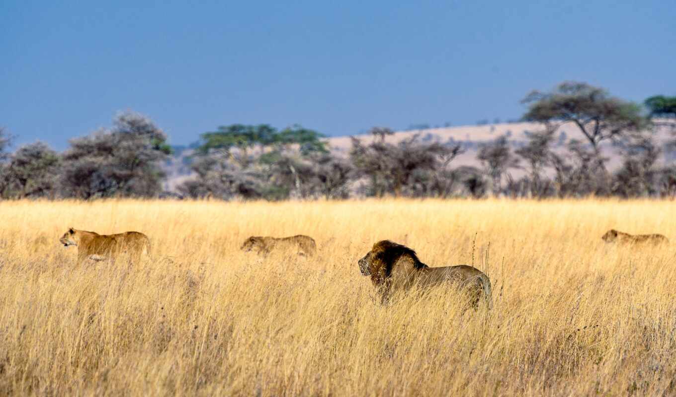 savannah, package, art, safari, guide, zanzibar, tanzania, kilimanjaro, safarit, serengetus