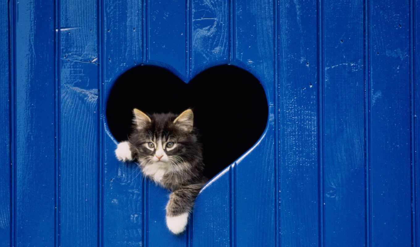 кот, сердце