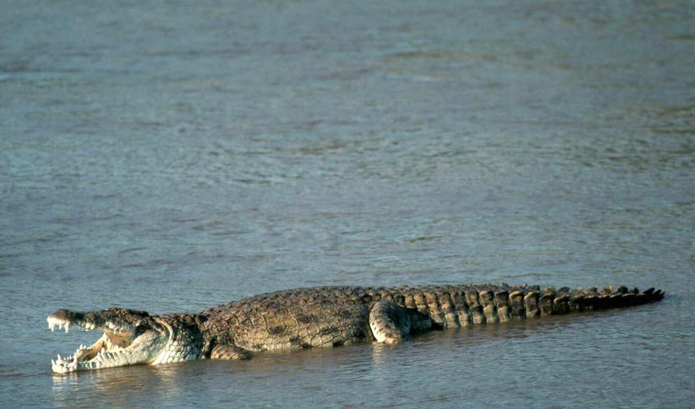 крокодил, narmada, jayanto