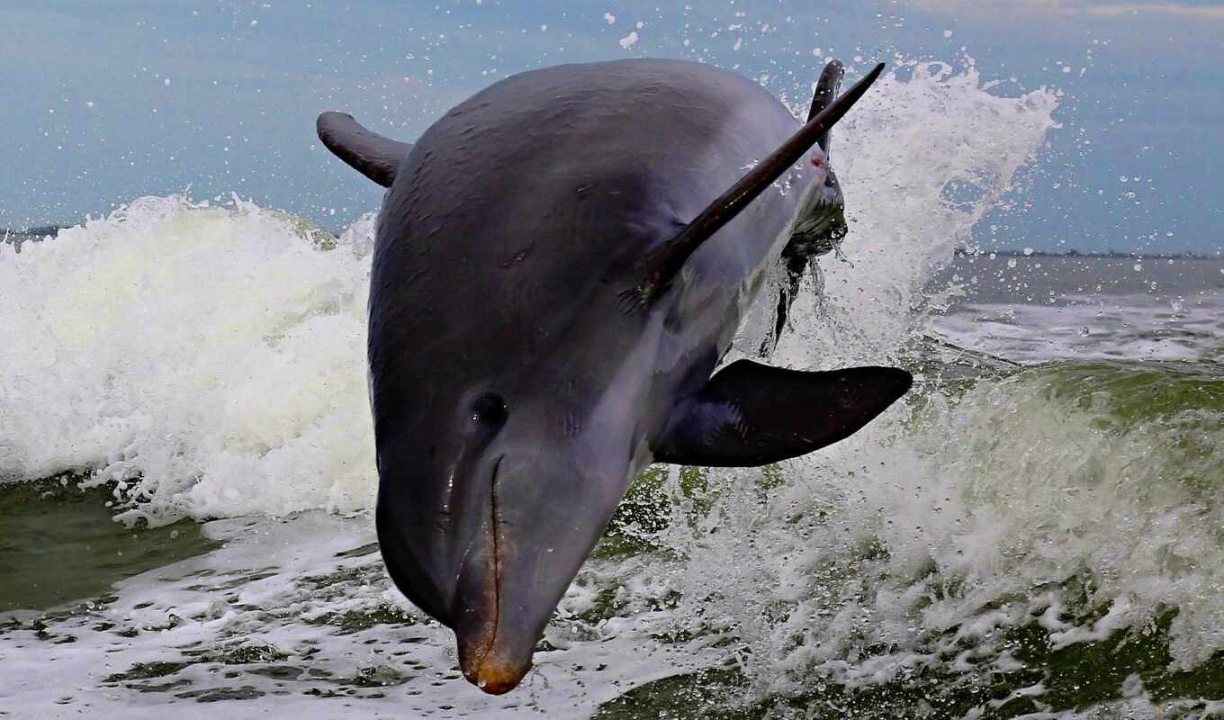 прыжок, дельфин, волна, дельфина