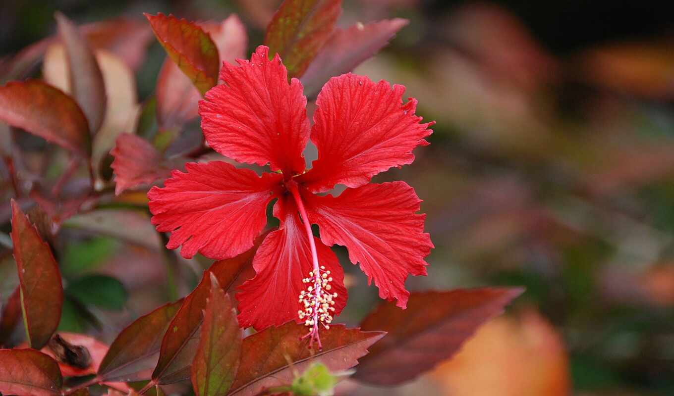 flowers, red, plant, hibiscus