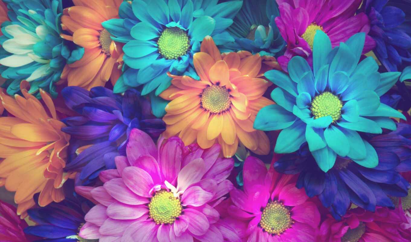 flowers, colorful, plant, daisy