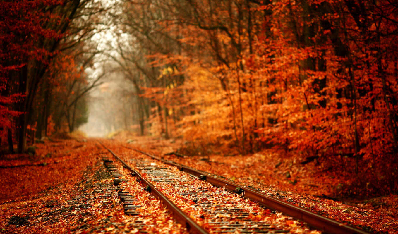 осень, дорога, желтая, листва, trees, лес, рельсы, аномалия, природа, 