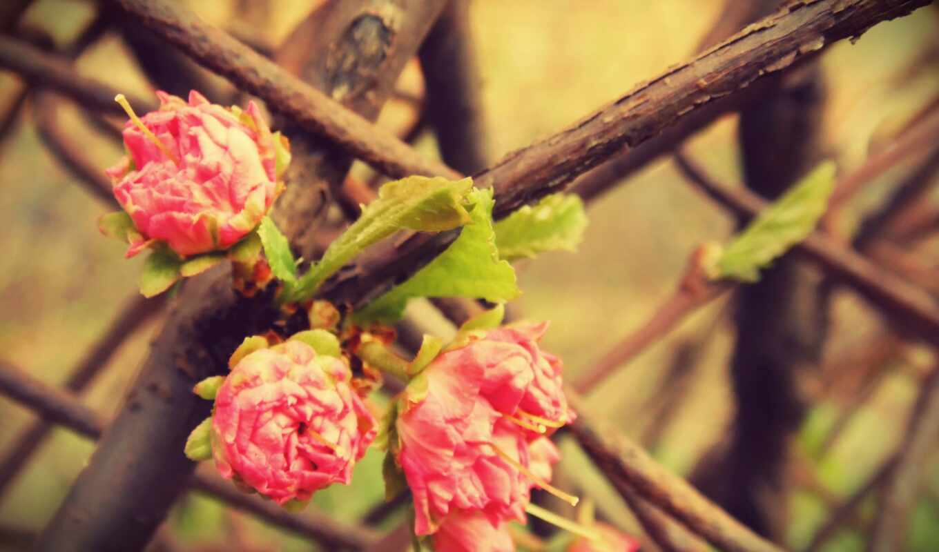 desktop, flowers, picture, picture, tree, flowers, pink, roses, wallpapers