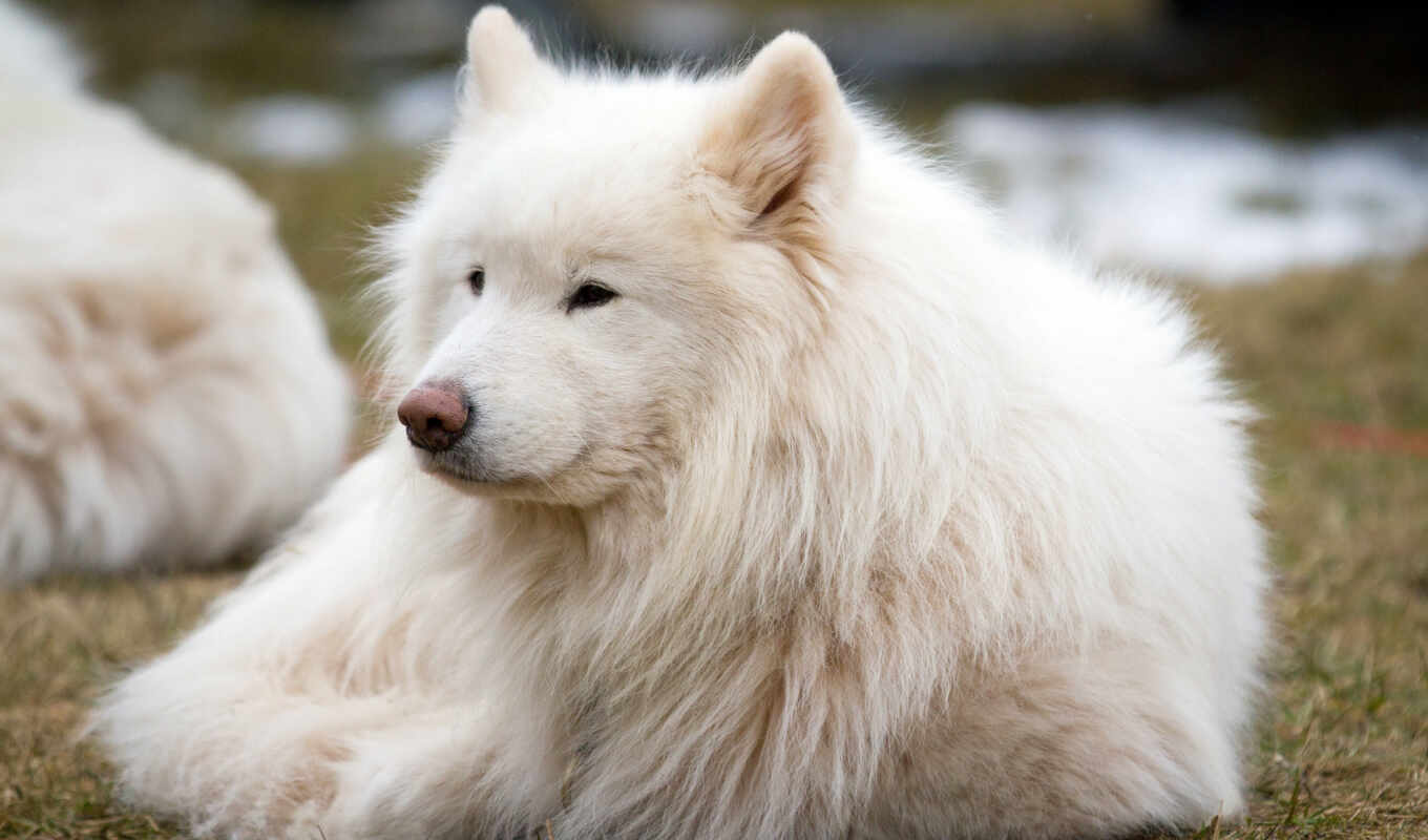 white, cute, собака, much, хаски, animal, хаска, samoyed, samoedskii
