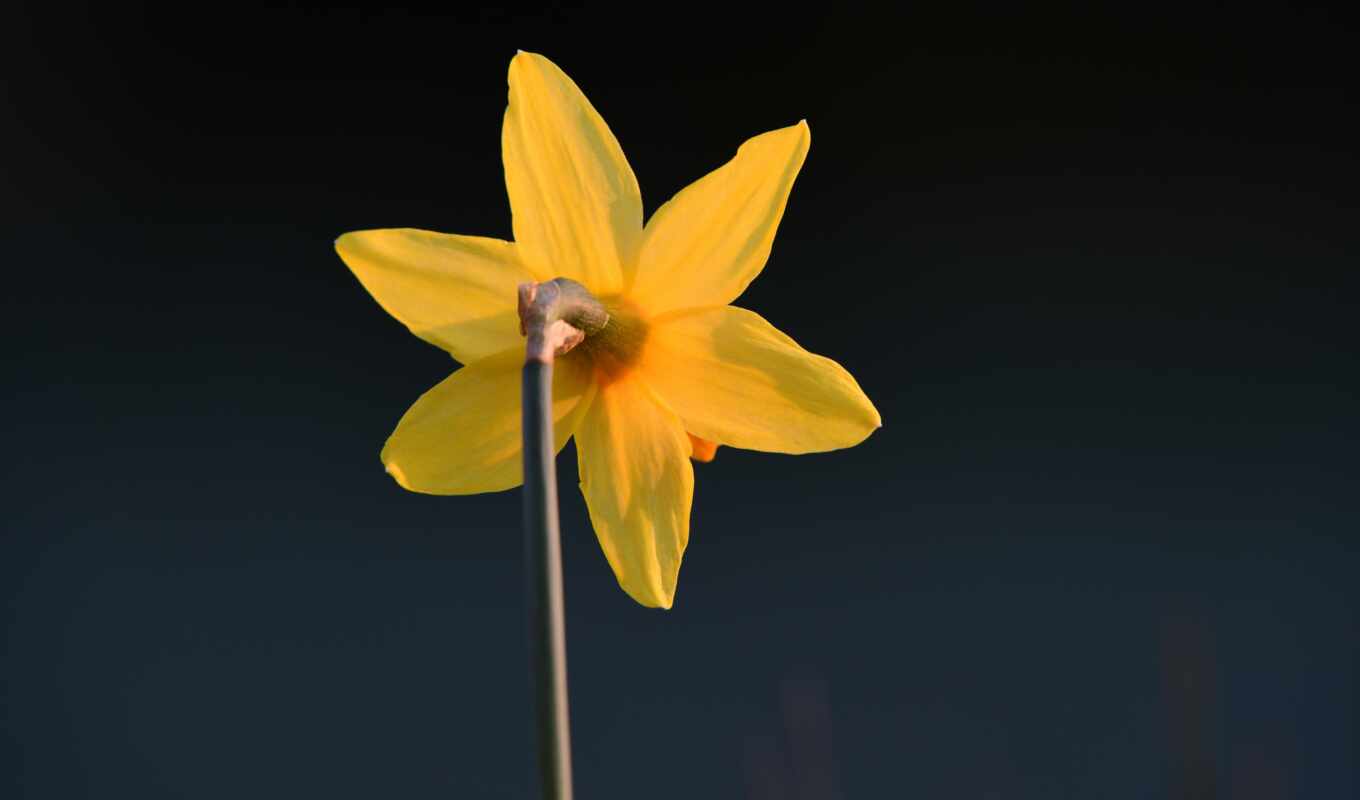 цветы, drop, dark, yellow, тюльпан, пожаловаться, narcissus, makryi
