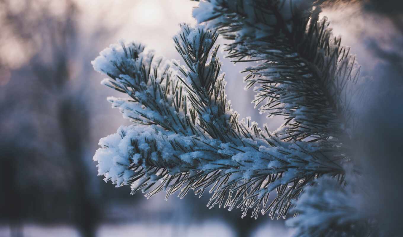 снег, winter, branch