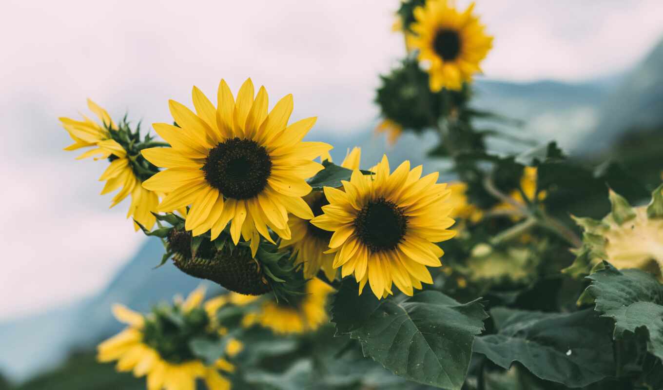 skin, window, sunflower