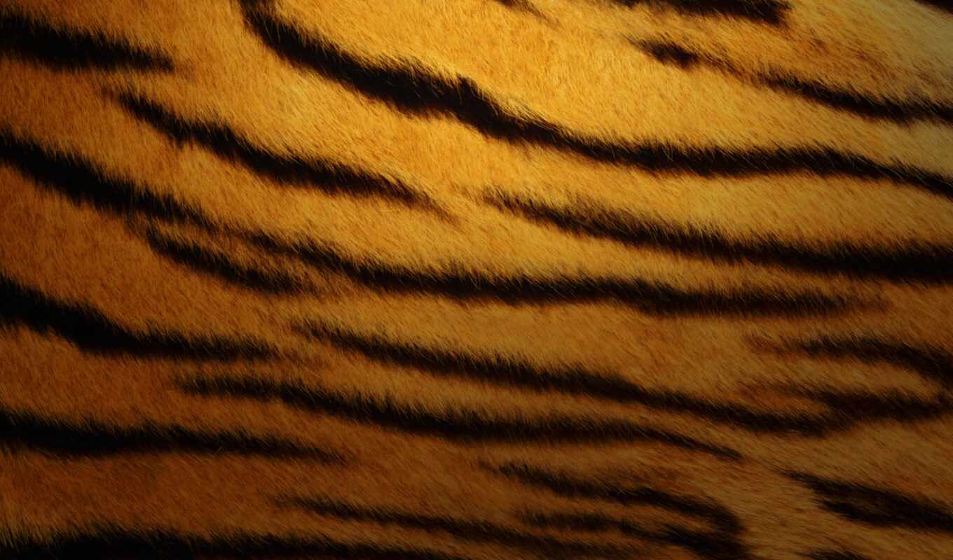 texture, skin, tiger, tiger