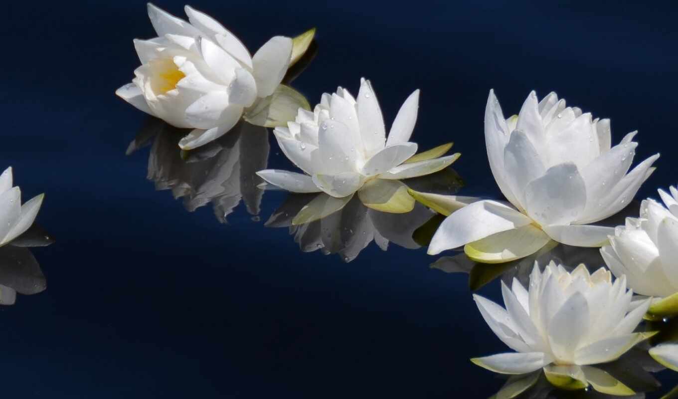 white, white, water, flower, cvety, dual, multiple, lilies