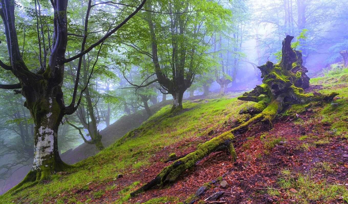 природа, пейзажи -, качества, лес, landscape, trees, туман