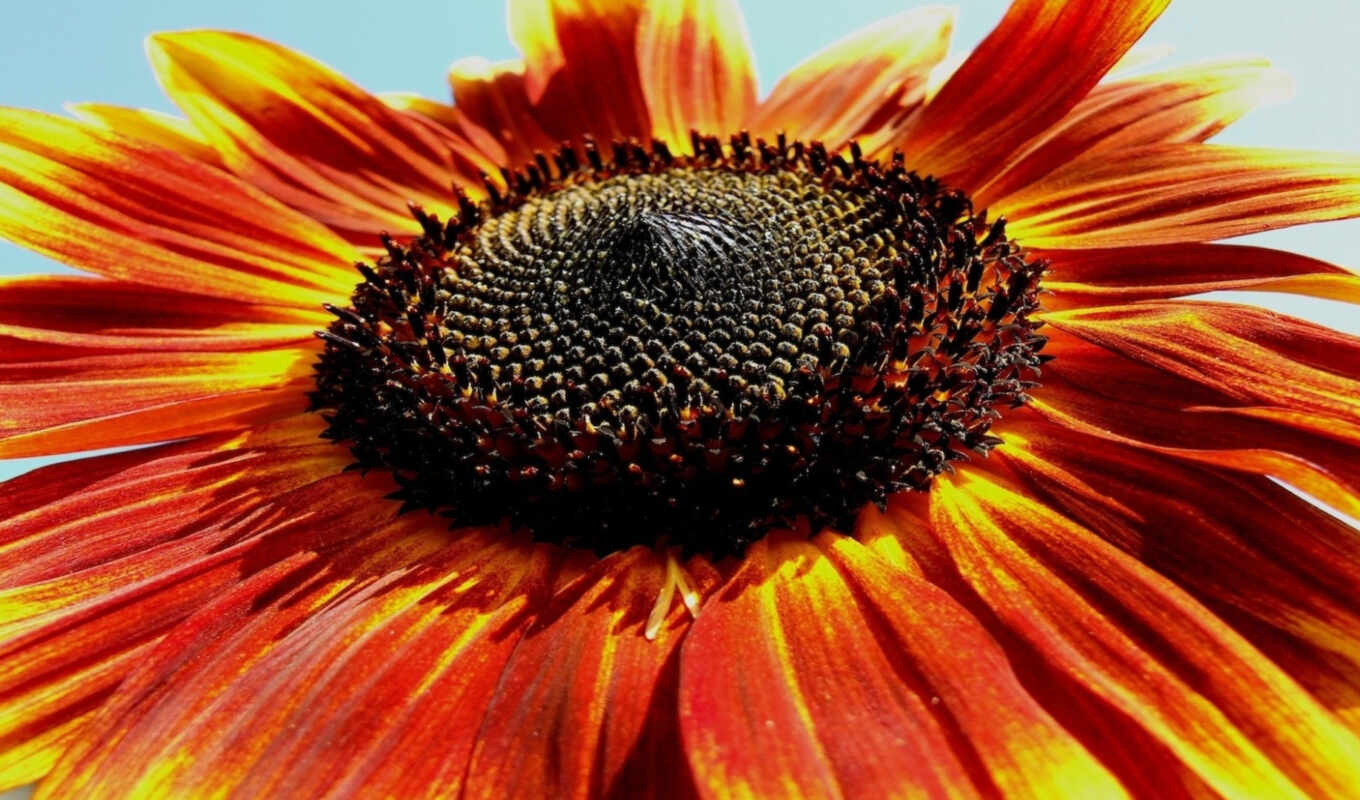 desktop, high, iphone, free, resolution, sunflower