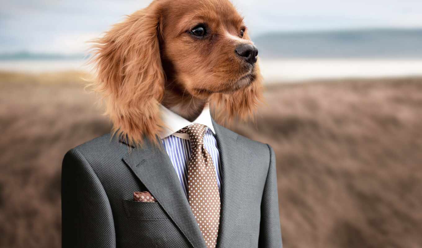 dog, million, square, blank, price, photo, dog, this, no, suit, galstuk