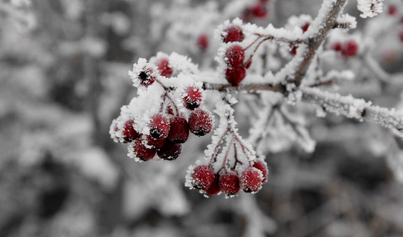 weather, frost, winter, January, which, pinterest, new year, Kazakhstan, previe, sinoptika