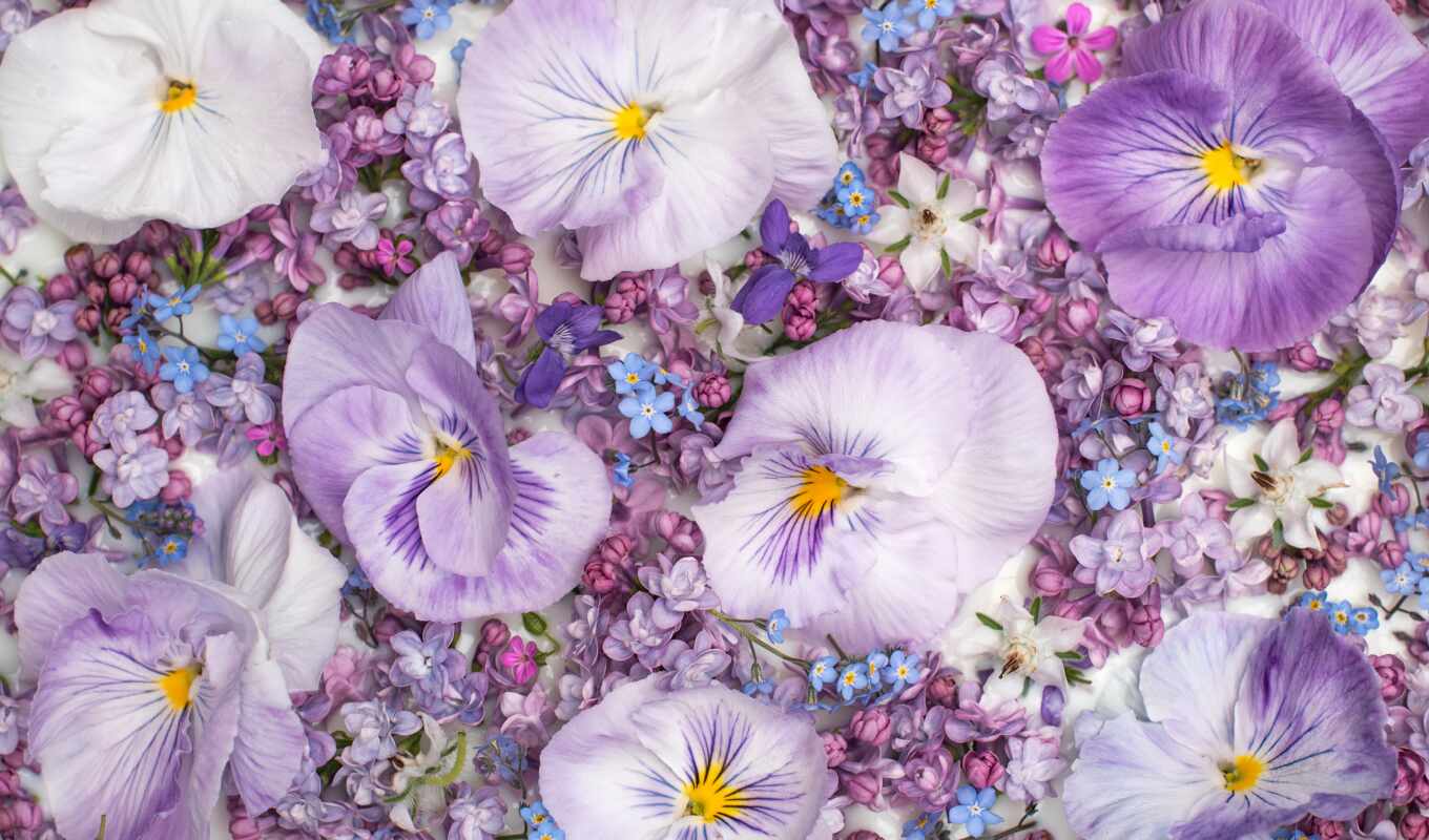 flowers, online, lilac, puzzle, jigsaw, many, viola, pansy, pazlyi