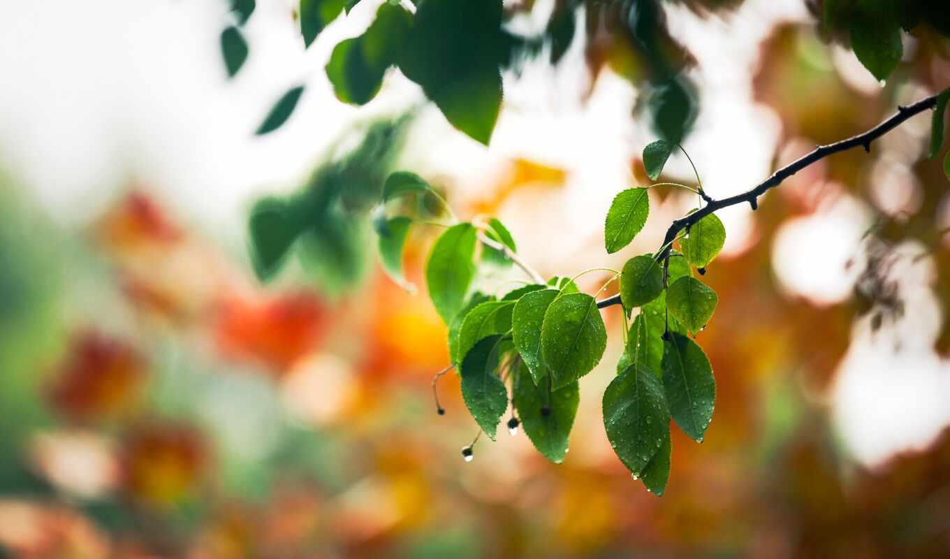 drop, лист, дерево, листва, branch, весна, зеленое, makryi