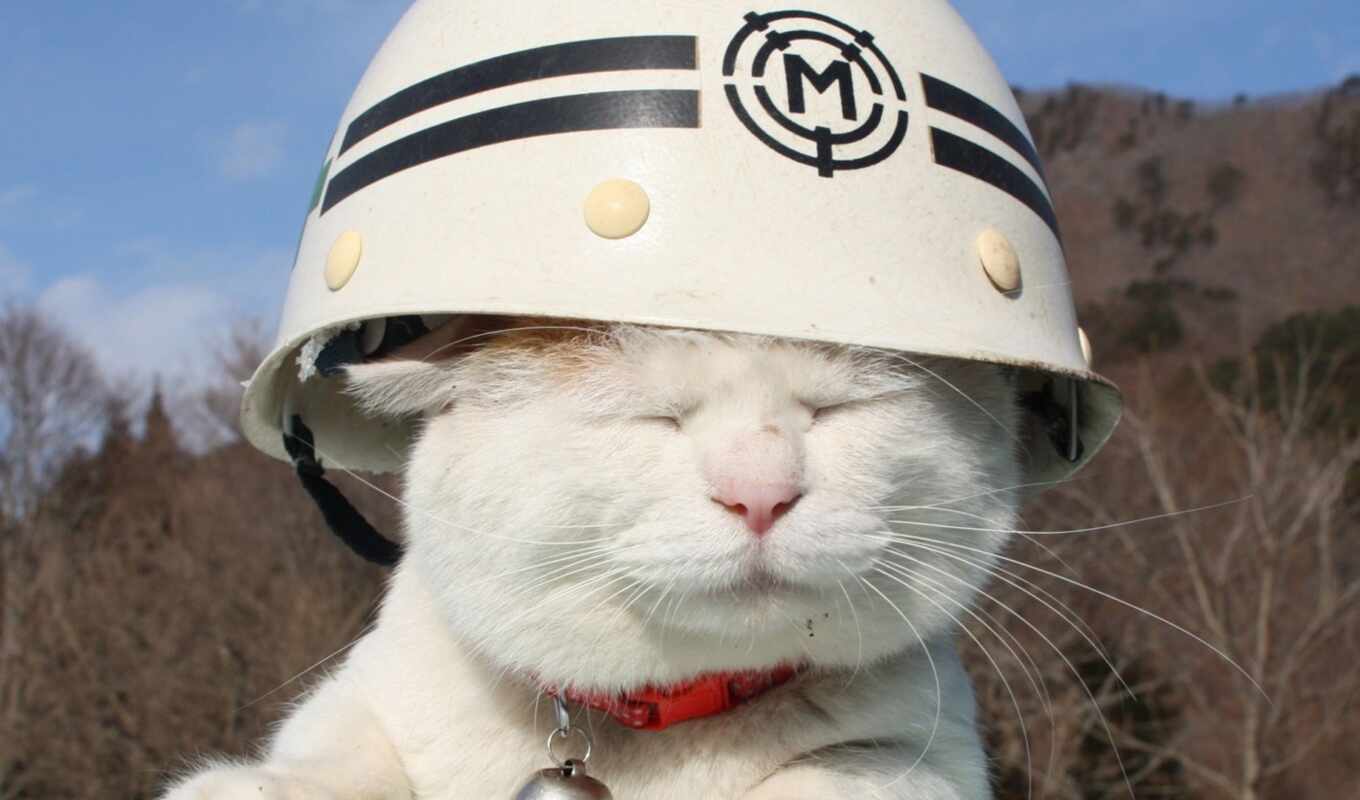 white, кот, который, шлем