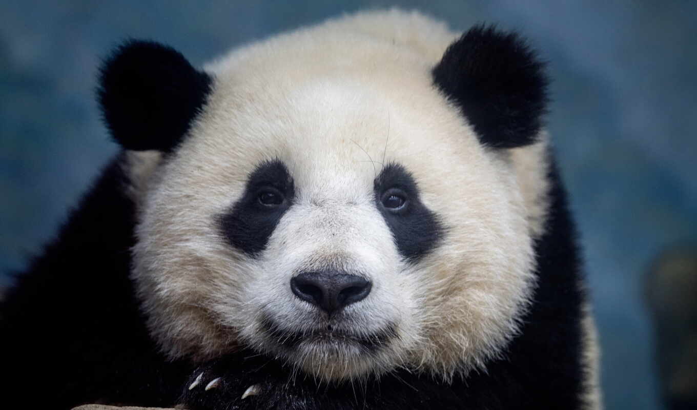 black, white, глаза, cute, zoo, панда, медведь, animal, гигант, china