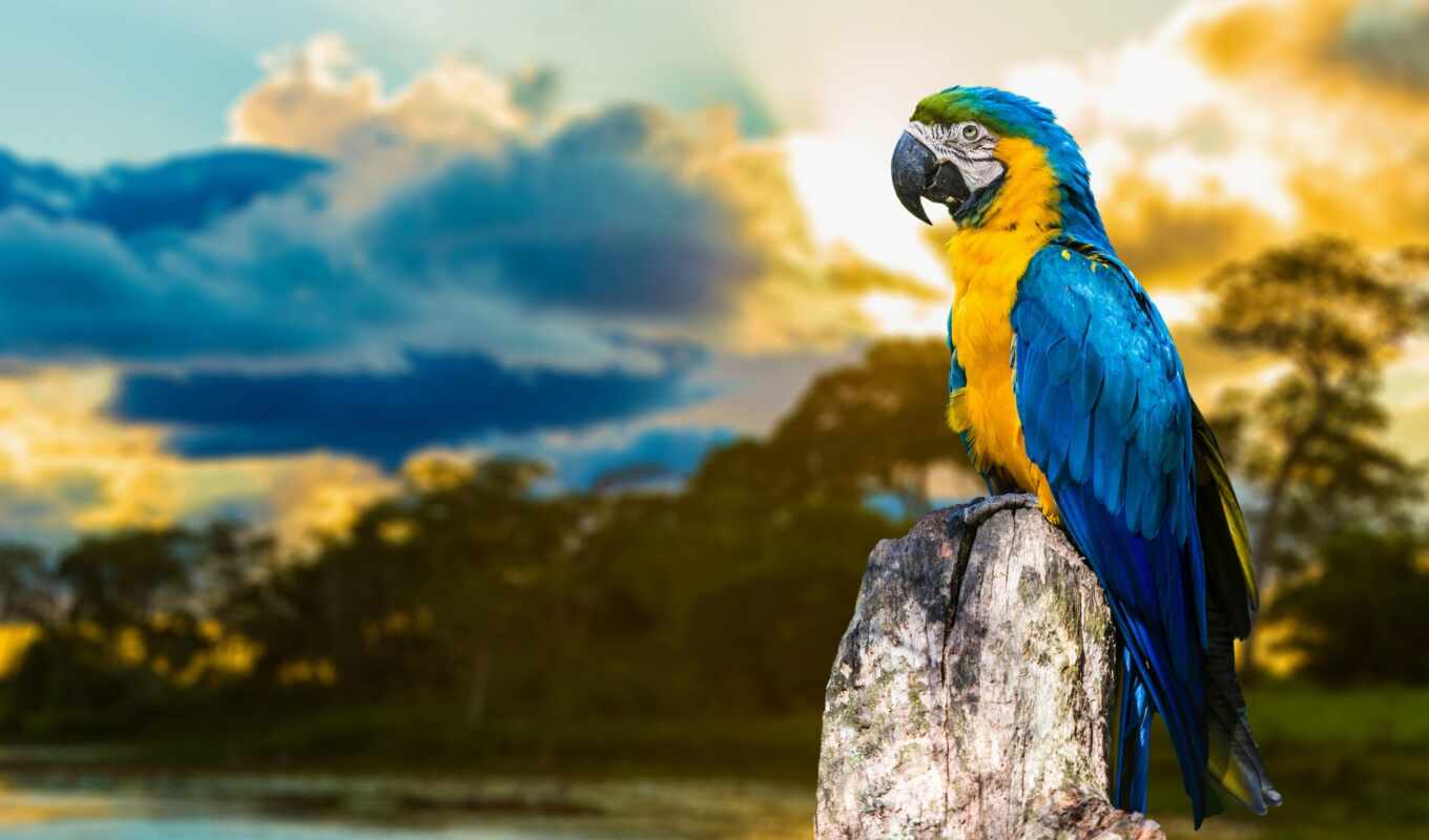 blue, птица, попугай, yellow, macaw