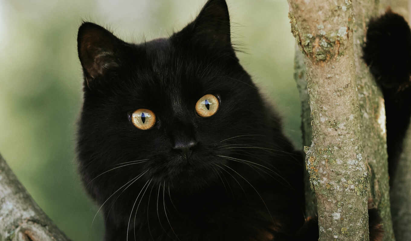 black, кот, pickpikroyalty