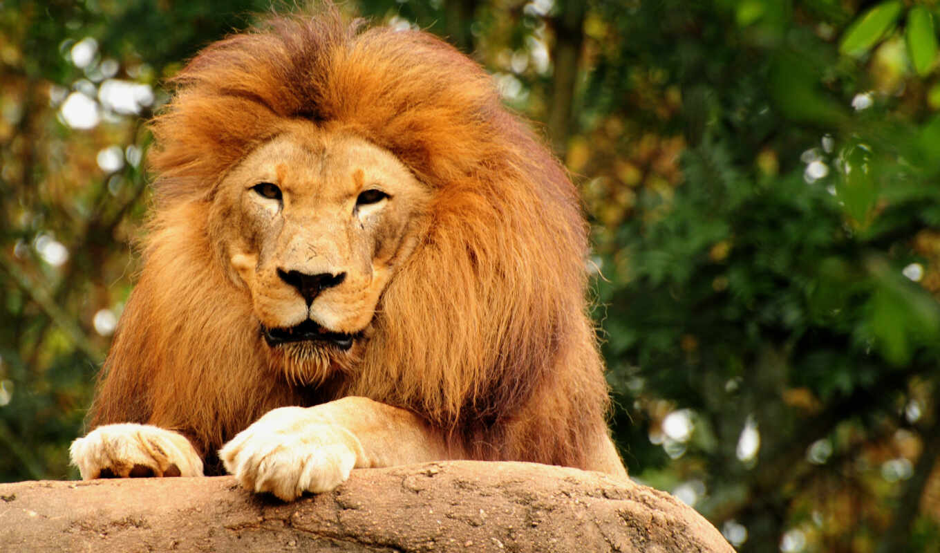 lion, животные, king, зверей