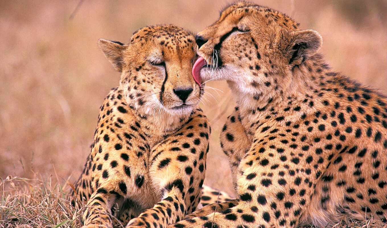 love, picture, cheetah, beautiful, Africa, south, pair, hepard